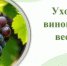 Уход за виноградом весной предусматривает снятие укрытия с молодых саженцев - Калтасинский район