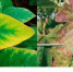 Как определить дефицит элементов питания растений? - Калтасинский район